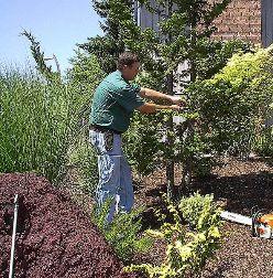 Certified Arborist Tree Care
