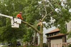 Tree & Stump Removal
