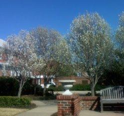 Tree Trimming & Pruning
