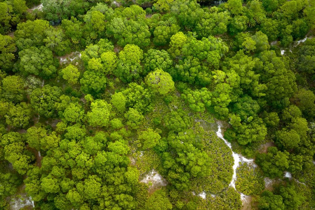 aerial view of forest