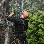 Tree Disease Prevention: What to Look For in Early Spring
