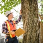 Why April Is the Best Time for a Tree Inspection