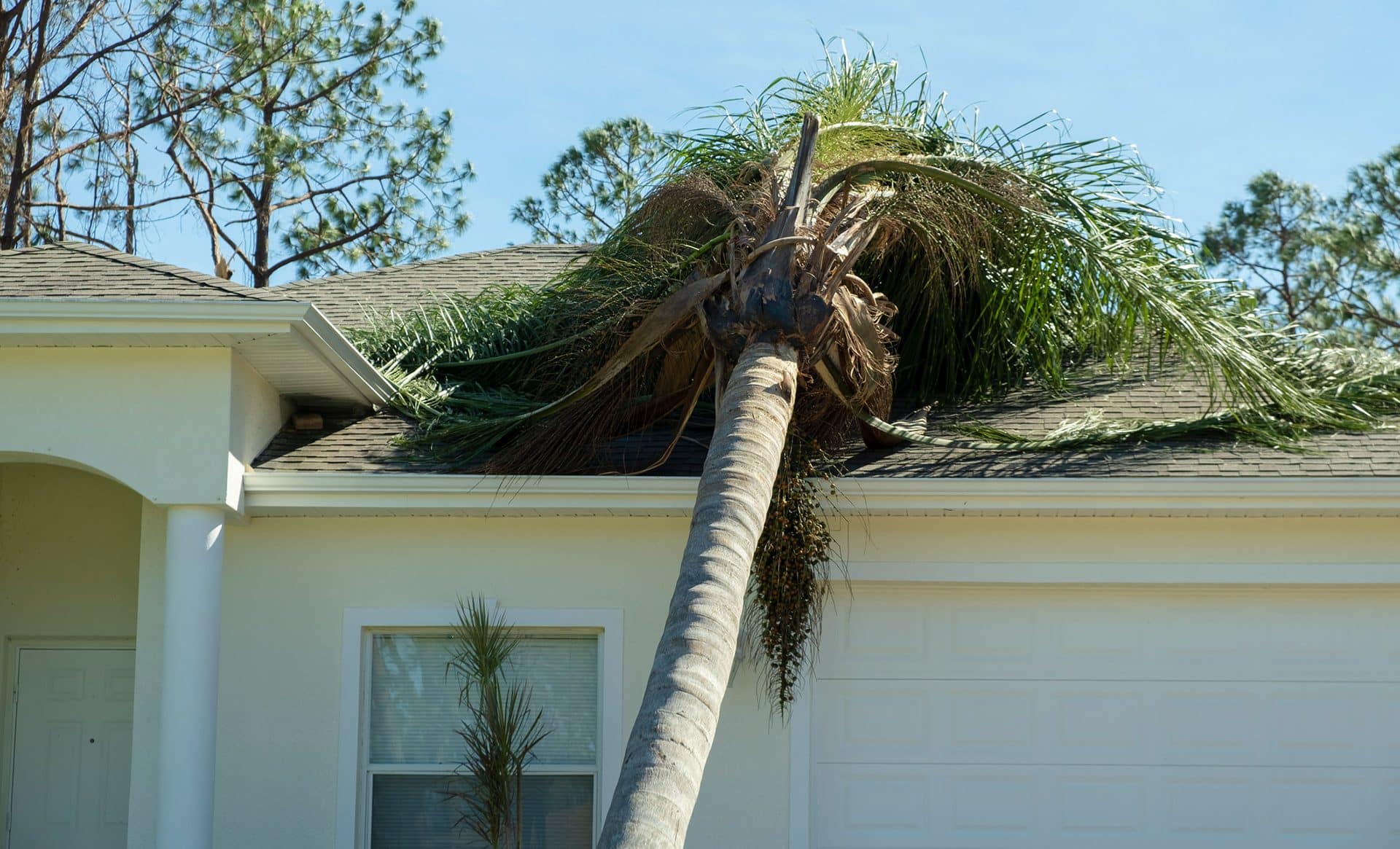 You are currently viewing 7 Signs You May Have Dangerous Trees on Your Property