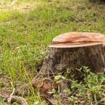 Why Tree Removal Sometimes Can’t Wait Until Fall