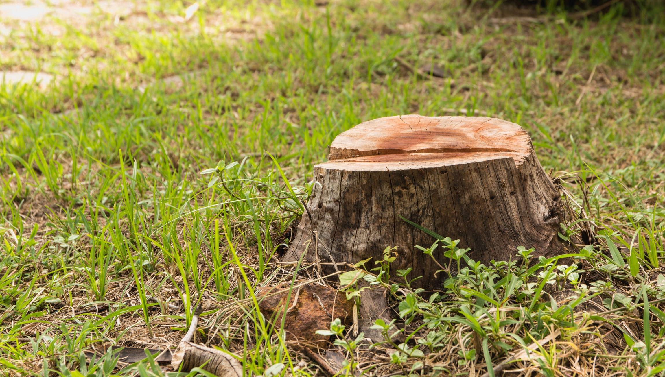 You are currently viewing Why Tree Removal Sometimes Can’t Wait Until Fall